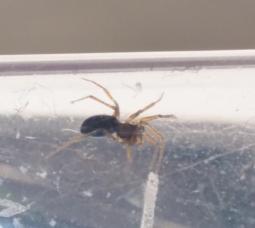 Réf. 254 138 : Porrhomma pygmaeum